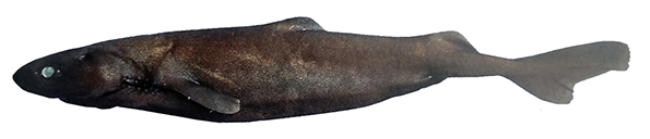 Zameus squamulosus_010.jpg